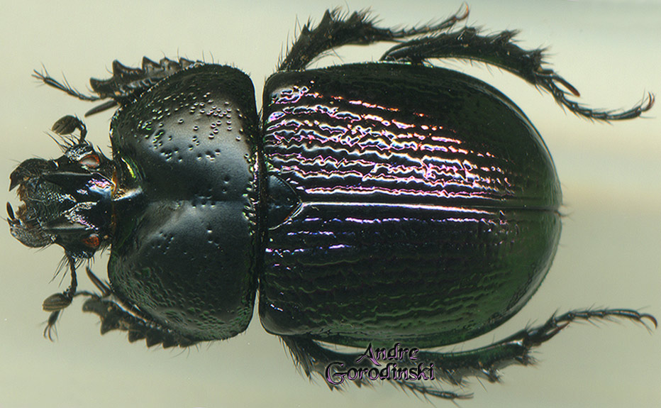 http://www.gorodinski.ru/geotrupes/Geotrupes taurus.jpg